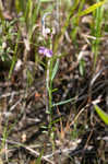 Showy milkwort